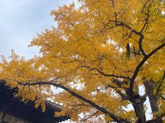 -红螺寺