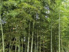 -重庆雨台山风景区