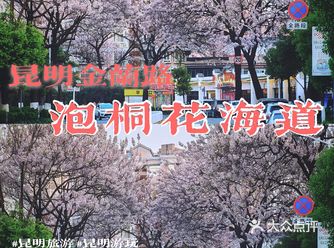 昆明游玩｜随手拍金兰路超美泡桐花海道