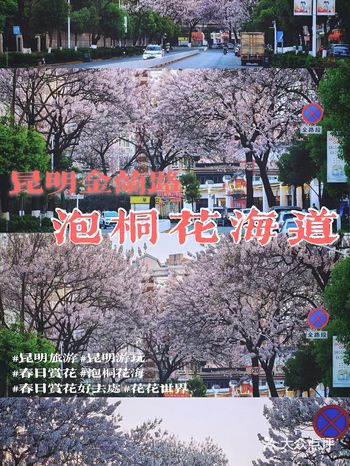 昆明游玩|随手拍金兰路超美泡桐花海道
