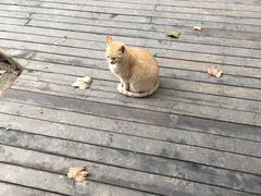 -庐山风景区花径公园