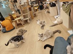 -有喵·猫咖·狗咖·30几只猫10只小狗(岗厦店)