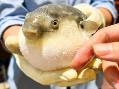 -肆月河豚·淮扬菜·湘菜(华天店)