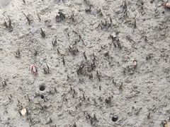 -北海金海湾红树林生态旅游区