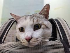 -宠物星动物医院·眼科·异宠·猫科(江南大道总院)