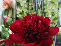 -花鸟鱼虫鲜花绿植市场(玉泉路店)