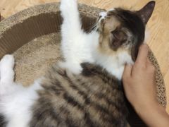 -万小咖.猫咖(中山路天虹店)
