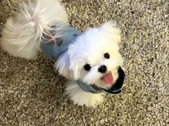 -萌宠之家·腊肠犬·马尔泰·小体犬舍