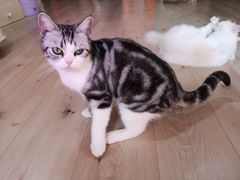 -Bastet sally猫舍购宠(静安店)