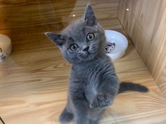 -小猫来了·猫舍(红山六九七九店)