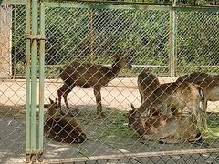 -合肥野生动物园