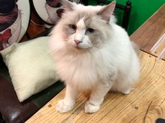 -李小姐の猫咖啡馆(五角场店)