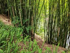 -冠豸山景区