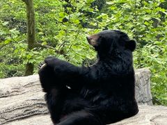 -都江堰中华大熊猫苑