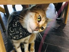 -猫色咖啡·猫咖