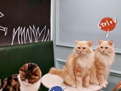 -安格丽娜·狗咖·猫咖羊驼咖(春熙路百盛商场店)