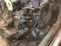 -荔城生鲜盛宴(番禺旗舰店)