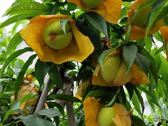 -老袁家蜜桃农场·阳山水蜜桃