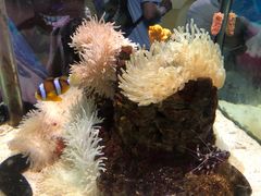 -太平洋海底世界