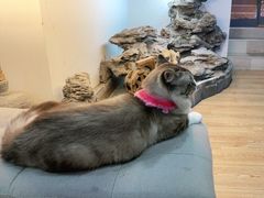 -白兔子密室(长寿路店)