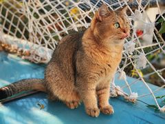 -喵屿·大理花园猫咖