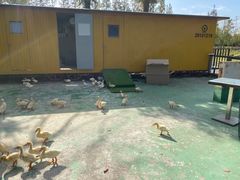 -前小桔亲子创意农场·草莓采摘·露营烧烤