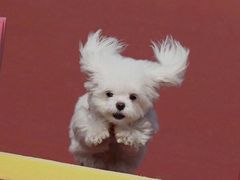 -锦尚阁烤鱼(望京新荟城店)