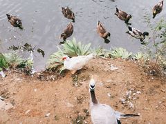-北京张裕爱斐堡酒庄