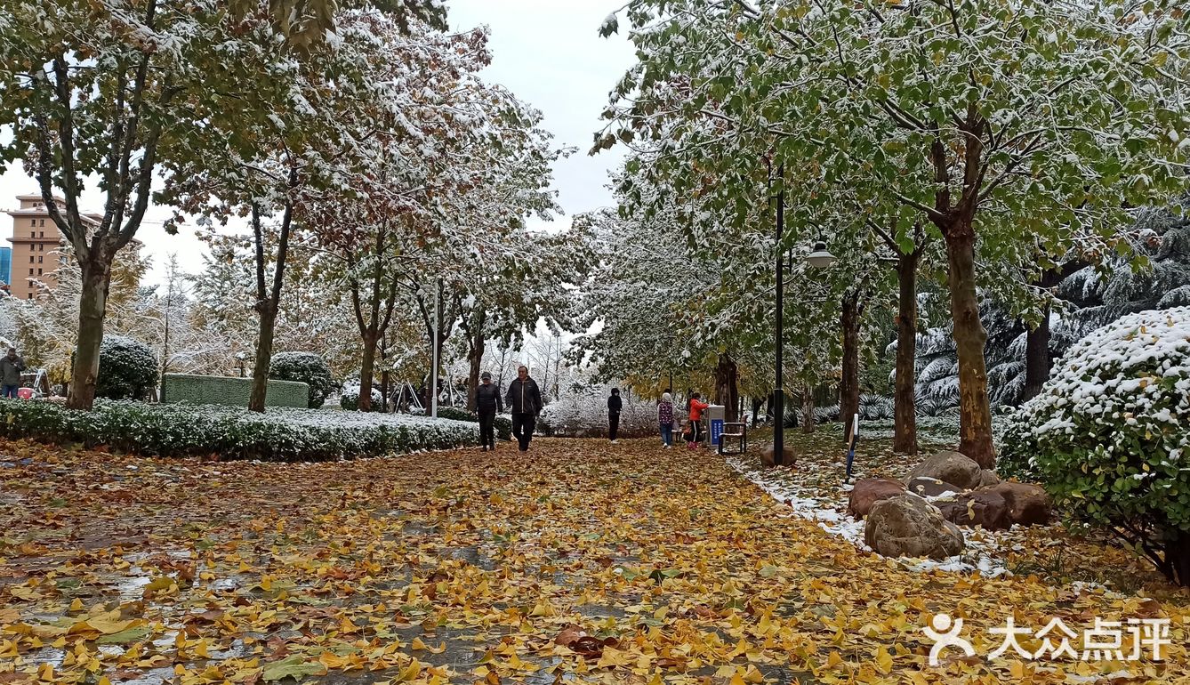 东环公园雪景和黄叶