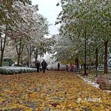 东环公园雪景和黄叶