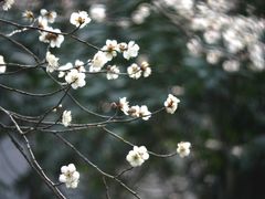 -杭州植物园