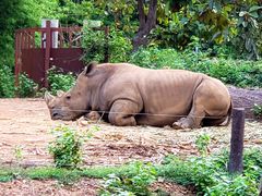 -清迈夜间动物园