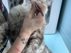 -猫宠乐园·专业洗护