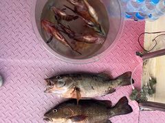 -小猫钓鱼海钓俱乐部(椰梦长廊店)