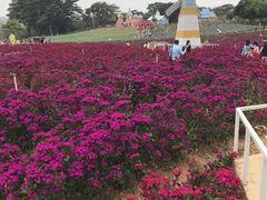 -松山湖梦幻百花洲