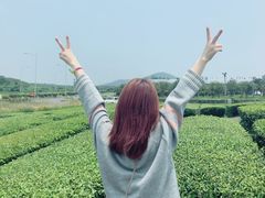 -雪绿茶博物馆