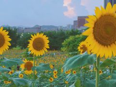 -光明小镇欢乐田园