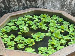 -章太炎故居