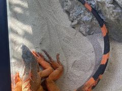 -广州长隆飞鸟乐园