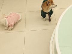 -怪兽屋·羊驼·猫咖·狗咖(俊华广场店)