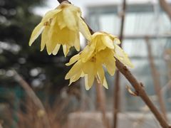 -国家植物园南园