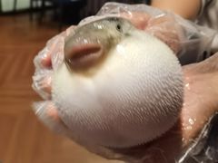 -肆月河豚·新淮扬(金融街店)