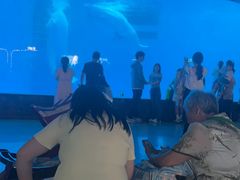 -海合安成都极地海洋公园