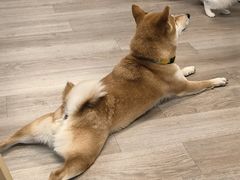 -柴迷FANS CLUB·柴犬狗咖·猫咖