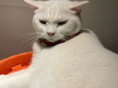 -有猫主题·治愈系猫咖(曾厝垵店)