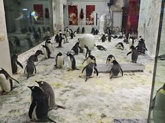 -大连圣亚海洋世界