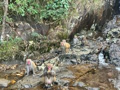 -旗山国家森林公园
