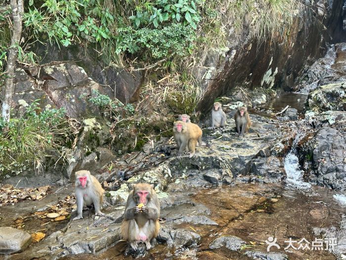 旗山国家森林公园图片