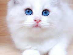 -十年猫舍·猫咪专门店(普陀店)