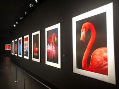 -罗红摄影艺术馆